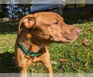American Pit Bull Terrier-Unknown Mix Dogs for adoption in Derwood, MD, USA