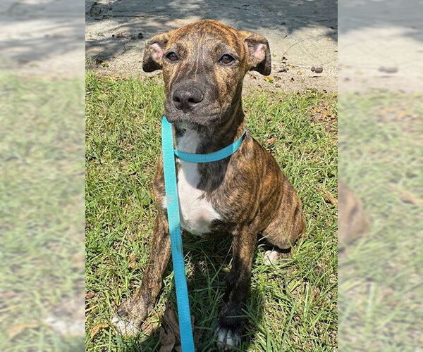 Medium Photo #8 Bulldog-Unknown Mix Puppy For Sale in Tarrytown, GA, USA