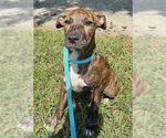 Small #7 Bulldog Mix