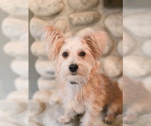 Blaise - Male Mutt Dog for Adoption - Photo #9