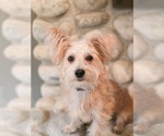 Small Photo #9 Mutt Puppy For Sale in Sandy, UT, USA