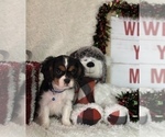 Small #5 Cavalier King Charles Spaniel