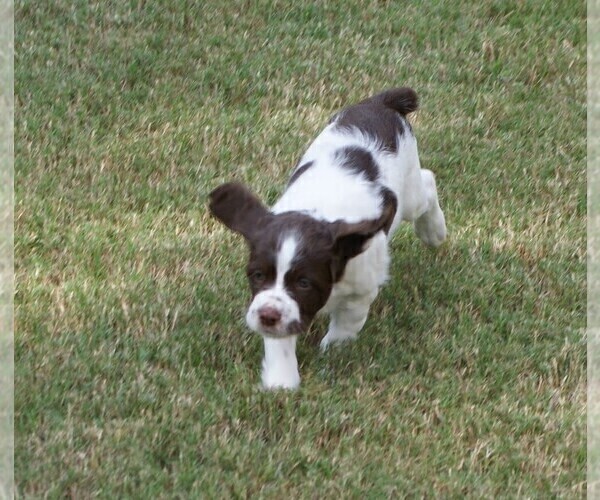 Medium Photo #2 Brittany Puppy For Sale in HAMILTON, GA, USA