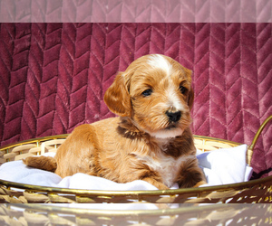 Sheepadoodle Puppy for sale in FAYETTEVILLE, NC, USA