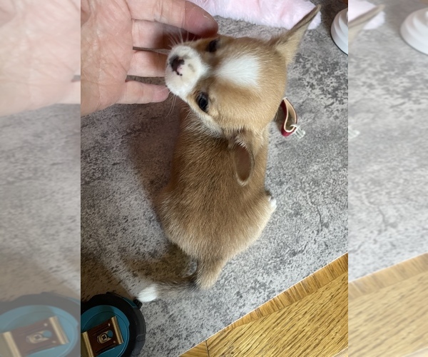 Medium Photo #6 Chihuahua Puppy For Sale in TRACY, CA, USA