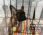 Small Photo #4 French Bulldog Puppy For Sale in CASTRO VALLEY, CA, USA