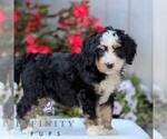 Small #3 Bernedoodle (Miniature)