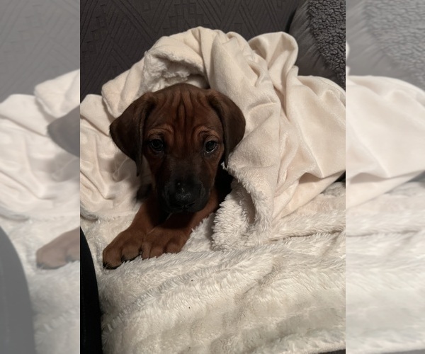 Medium Photo #5 Rhodesian Ridgeback Puppy For Sale in MURFREESBORO, TN, USA