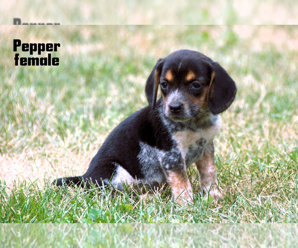 Medium Photo #7 Beagle Puppy For Sale in CLARE, MI, USA