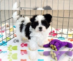 Papitese Puppy for sale in ORO VALLEY, AZ, USA