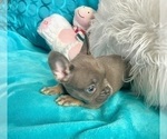 Small #1 French Bulldog
