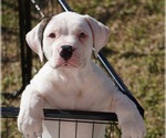 Small Photo #8 American Bulldog Puppy For Sale in HOUSTON, TX, USA