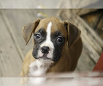 Small #4 Boxer