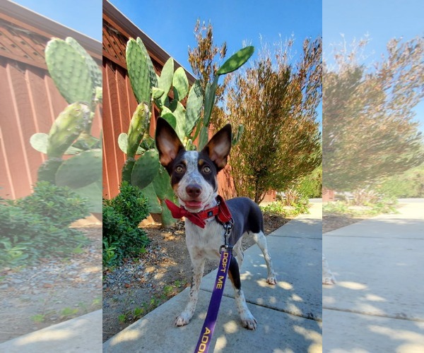 Medium Photo #3 Pointer-Unknown Mix Puppy For Sale in Fresno, CA, USA