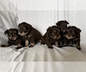 Schnauzer (Miniature) Litter for sale in KNOX CITY, MO, USA