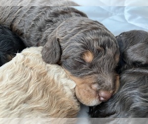 Labradoodle Puppy for sale in DAVENPORT, IA, USA