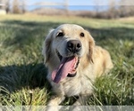 Small Photo #1 Golden Retriever Puppy For Sale in DE BEQUE, CO, USA