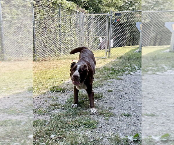 Medium Photo #2 Lab-Pointer Puppy For Sale in Glen Allen, VA, USA