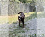 Small #1 Lab-Pointer