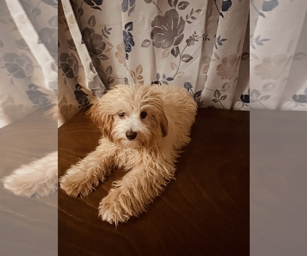 Medium Photo #7 Cavapoo Puppy For Sale in DURHAM, CT, USA