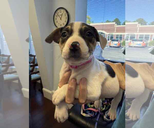 Medium Photo #3 American Staffordshire Terrier-Unknown Mix Puppy For Sale in Holly Springs, NC, USA