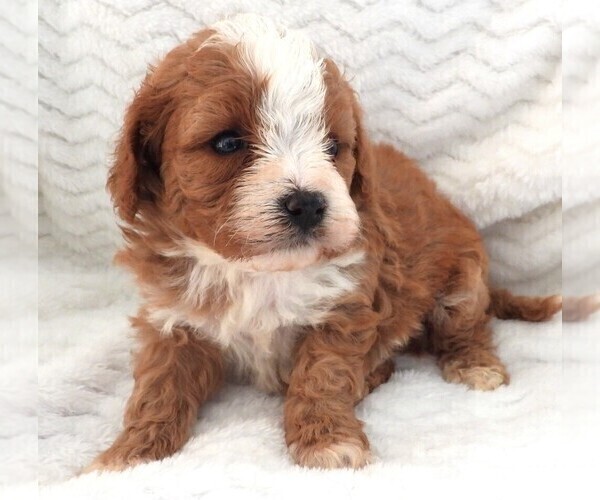 Medium Photo #8 Cavapoo Puppy For Sale in CARLISLE, KY, USA
