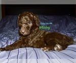 Puppy Whiskey Poodle (Standard)