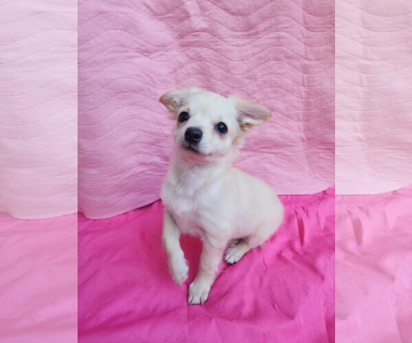 Medium Photo #4 Chihuahua-Unknown Mix Puppy For Sale in San Francisco, CA, USA