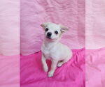Small Photo #4 Chihuahua-Unknown Mix Puppy For Sale in San Francisco, CA, USA