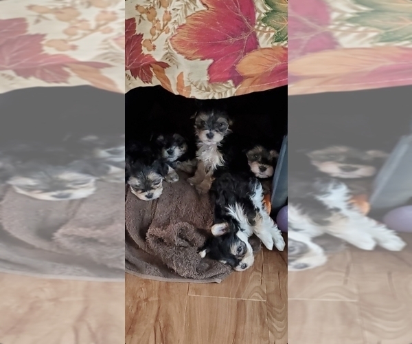 Medium Photo #1 Morkie Puppy For Sale in GLOUCESTER, VA, USA
