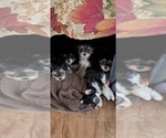 Small Photo #1 Morkie Puppy For Sale in GLOUCESTER, VA, USA