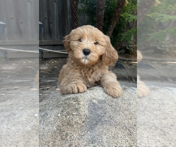 Medium Photo #2 Goldendoodle Puppy For Sale in FRESNO, CA, USA