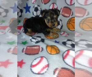 Yorkshire Terrier Puppy for sale in LAPEER, MI, USA