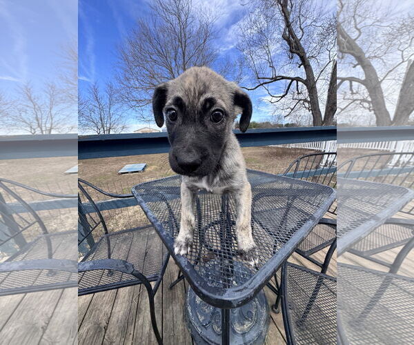 Medium Photo #7 German Shepherd Dog-Unknown Mix Puppy For Sale in Columbus, IN, USA