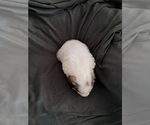 Small Photo #22 Great Pyrenees Puppy For Sale in BANCROFT, WI, USA