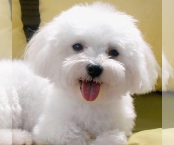 Medium Photo #4 Maltipoo Puppy For Sale in EMIT, NC, USA