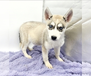 Siberian Husky Puppy for sale in SANDY HOOK, KY, USA