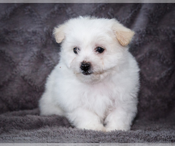 Medium Photo #13 Bichon Frise Puppy For Sale in WAKARUSA, IN, USA