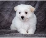 Small #2 Bichon Frise