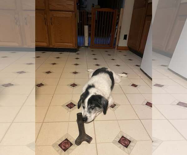 Medium Photo #1 Australian Shepherd-Unknown Mix Puppy For Sale in Hinton, WV, USA