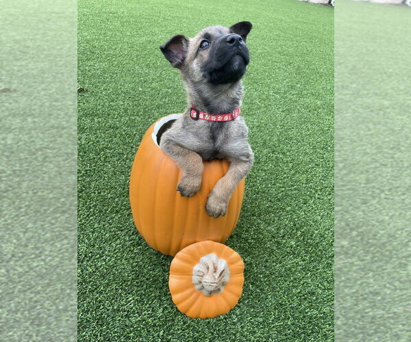 Medium Photo #4 Mutt Puppy For Sale in Imlay City, MI, USA