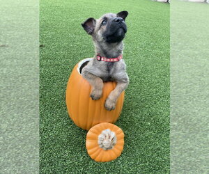 Hallowed Harvest - Cushaw - Located in Florida - Male Mutt Dog for Adoption - Photo #4