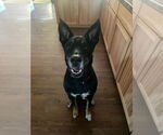 Small Australian Shepherd-German Shepherd Dog Mix
