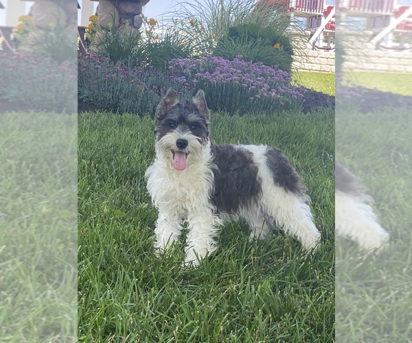 Medium Photo #5 Schnauzer (Miniature) Puppy For Sale in CANOGA, NY, USA