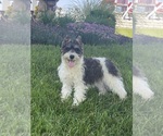 Small #4 Schnauzer (Miniature)