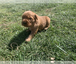 Small #22 Golden Retriever