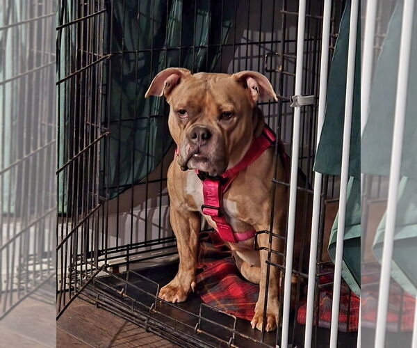 Medium Photo #5 American Bulldog Puppy For Sale in Brights Grove, Ontario, Canada