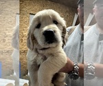 Small #5 Golden Retriever