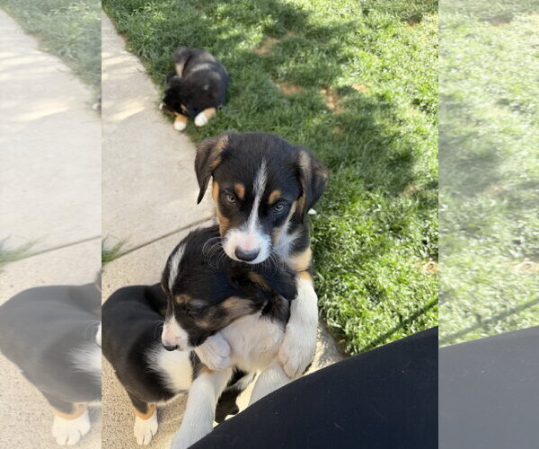 Medium Photo #2 Border Collie-Unknown Mix Puppy For Sale in Sandy, UT, USA