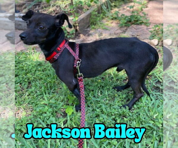 Medium Photo #6 Chiweenie Puppy For Sale in San Antonio, TX, USA